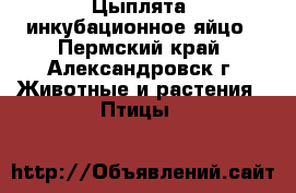 Цыплята, инкубационное яйцо - Пермский край, Александровск г. Животные и растения » Птицы   
